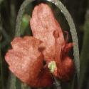 fpaleflopoppy