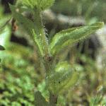 pannualfolrockrose