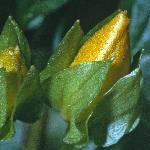 pcreepingflo1budojenny