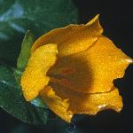 pcreepingflo2juvjenny