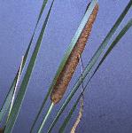 pfalseflo1bulrush