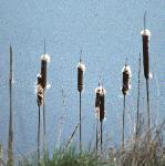 pfalseflos1bulrush