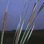 pfalseflos3bulrush