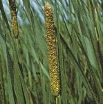 plesserflo1bulrush
