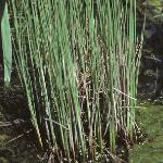 plesserfol1bulrush