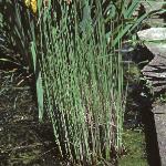 plesserforbulrush