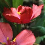 pscarletflo2pimpernel