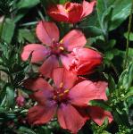 pscarletflos1pimpernel