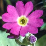 pscotsflo1budoprimrose