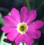 pscotsflo1primrose