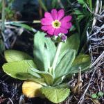 pscotsfor1primrose