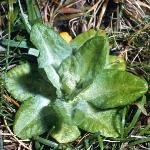 pscotsfor2primrose