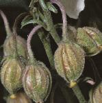 pwhiteflobudcrockrose