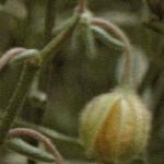 pwhiteflobudorockrose