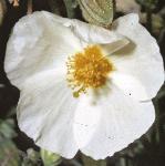 pwhiteflo1rockrose