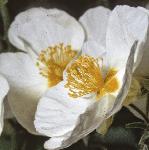 pwhiteflo2rockrose