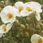 pwhiteflo3rockrose