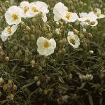 pwhiteforrockrose