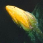 pyellowflo1budoloosestrife