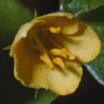 pyellowflo3juvpimpernel