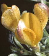hairygreenweed1a