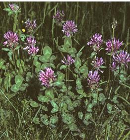 redffor1clover