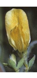 slenderfflobirdsfoottrefoil
