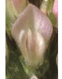 softfflo1clover