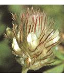 softfflo2clover