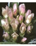 softfflos1clover