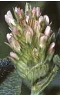 softfflos3clover