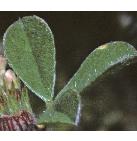 softffol2clover