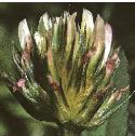 uprightffloclover
