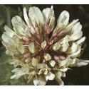 whitefflo1clover