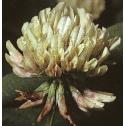 whitefflo2clover
