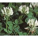 whitefflos1clover