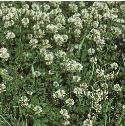 whitefflos2clover