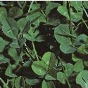 whiteffolclover