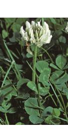 whitefforclover