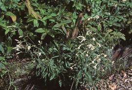 cnottinghamgar1catchfly1