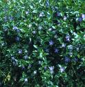 greaterfforperiwinkle