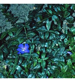 lesserffor2periwinkle