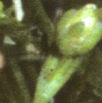 pannualflobudcpearlwort