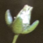 pannualflobudopearlwort