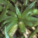 pannualfolpearlwort