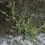 pannualfor1pearlwort