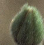 pcliffflobudcspurrey