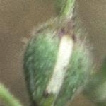 pcliffflobudospurrey
