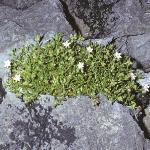 pcliffforspurrey