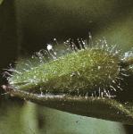 pcommonflobudcchickweed